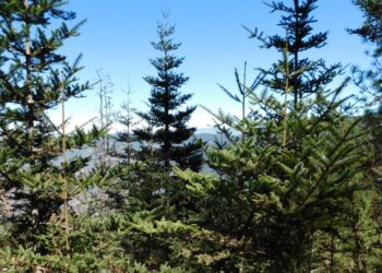 Buscan mejorar acciones para el cuidado y restauración de áreas con pinabete. /Foto: Inab