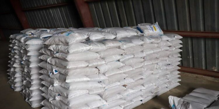 Buscan fortalecer la producción de semillas certificadas. /Foto: MAGA