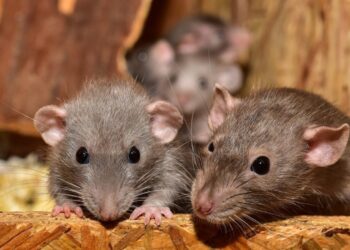 Organoides cerebrales trasplantados a ratas responden a estímulos visuales
