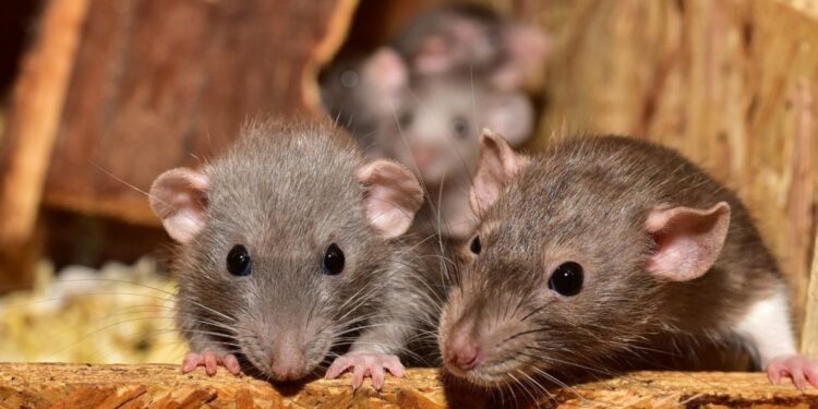 Organoides cerebrales trasplantados a ratas responden a estímulos visuales
