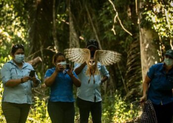Animales son liberados luego de su recuperación. /Foto: Arcas