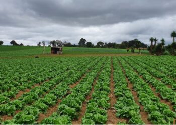 Corea y Chile buscan apoyar el crecimiento del sector agrícola. /Foto: Maga