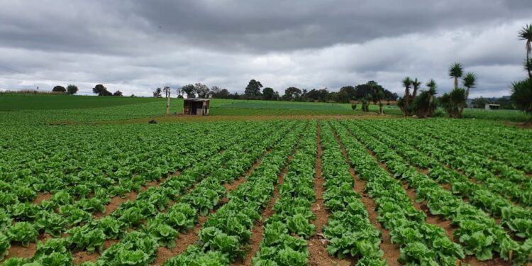Corea y Chile buscan apoyar el crecimiento del sector agrícola. /Foto: Maga