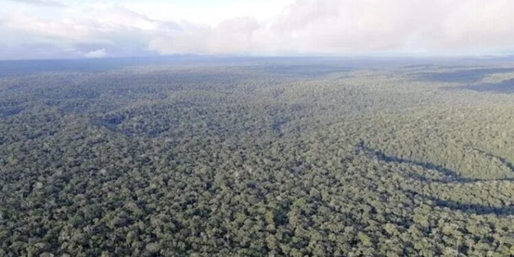 Deforestación provoca reducción de precipitaciones en los trópicos