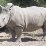 Salvar al rinoceronte blanco del norte, más cerca con células germinales
