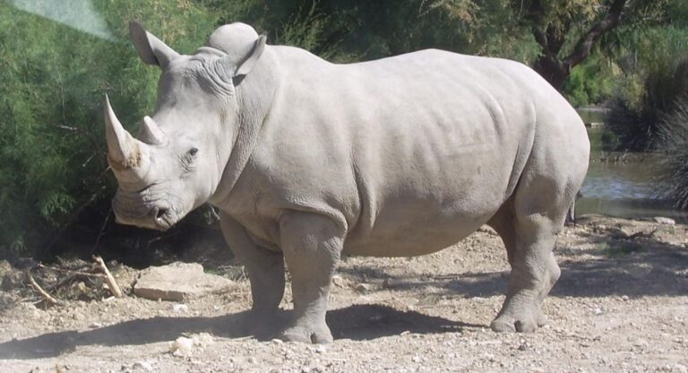 Salvar al rinoceronte blanco del norte, más cerca con células germinales