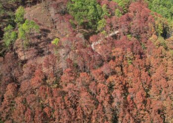 Buscan frenar plaga de gorgojo del pino en Gualán