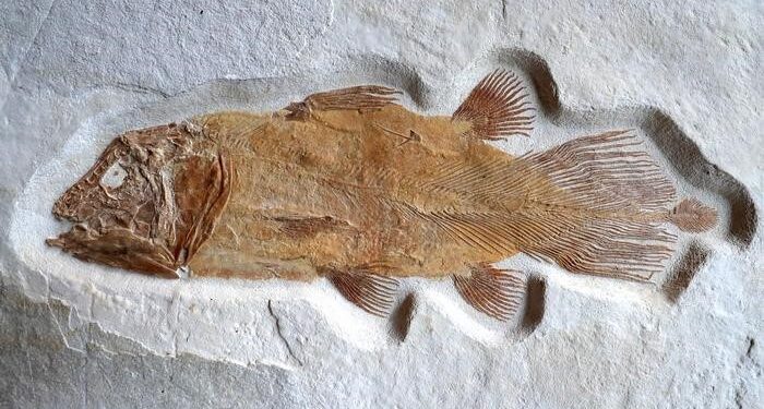 Hallan proteínas preservadas en fósiles de peces de hace 15 millones de años