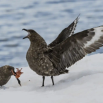 Aves marinas antárticas no se reproducen por tormentas extremas