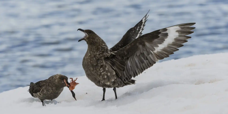 Aves marinas antárticas no se reproducen por tormentas extremas