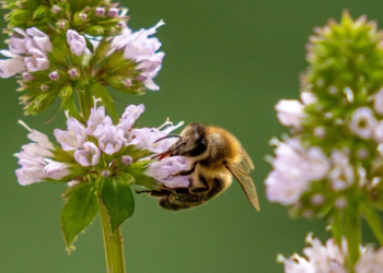 Contaminación atmosférica dificulta el apareamiento de insectos