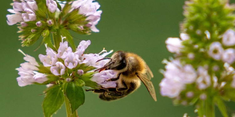 Contaminación atmosférica dificulta el apareamiento de insectos