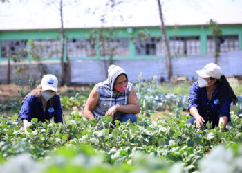 Potencian agricultura sostenible para promoción en mercado europeo