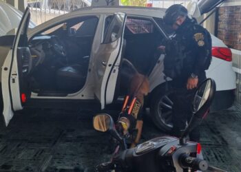 Agente canino Aman localiza droga en San Marcos.