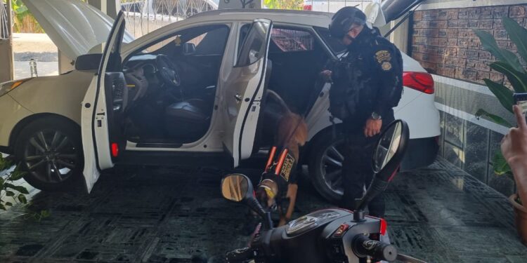 Agente canino Aman localiza droga en San Marcos.