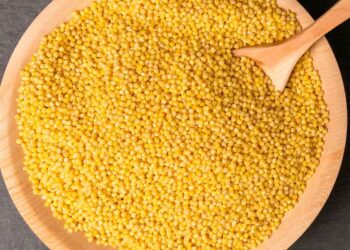 Buscan incursionar en cultivo de mijo