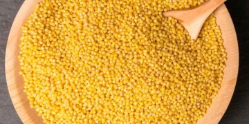 Buscan incursionar en cultivo de mijo