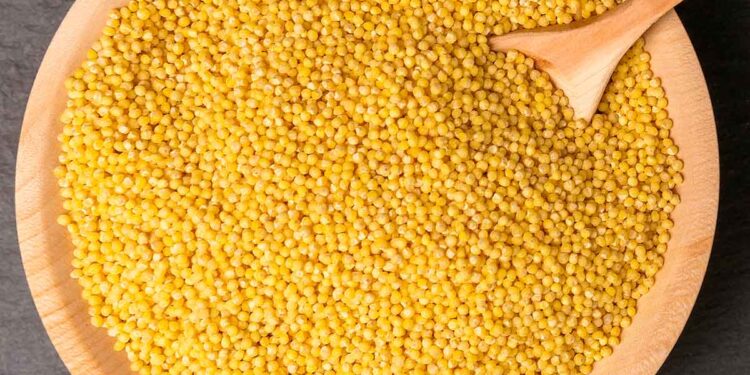 Buscan incursionar en cultivo de mijo