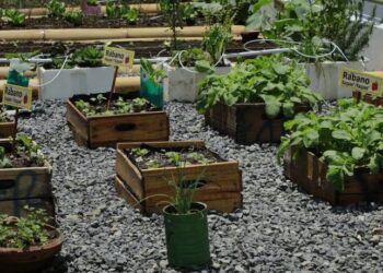 Promueven huertos pedagógicos en municipios de Santa Rosa