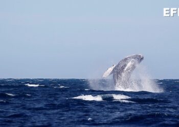 Ballenas dentadas usan sonidos graves para cazar en las profundidades
