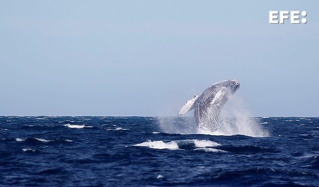 Ballenas dentadas usan sonidos graves para cazar en las profundidades