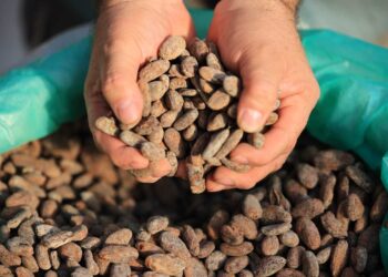 Santa Catalina La Tinta cuenta con infraestructura para producción de cacao