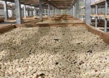 MAGA apoya a pequeños productores de café en Baja Verapaz