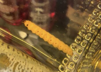 Científicos identifican al “gusano” del mezcal