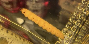 Científicos identifican al “gusano” del mezcal