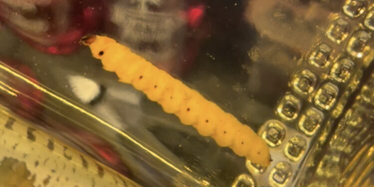 Científicos identifican al “gusano” del mezcal