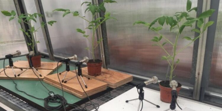 Plantas estresadas emiten sonidos que se detectan a más de un metro