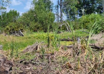 Continúa repoblación de mangle en Manchón Guamuchal
