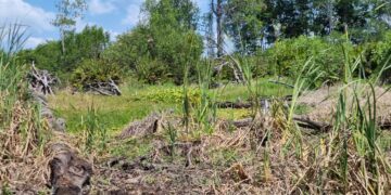 Continúa repoblación de mangle en Manchón Guamuchal
