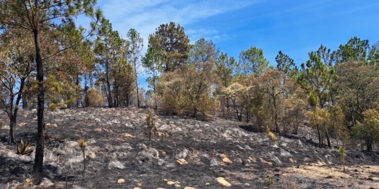 Afianzan estrategias contra incendios forestales en Totonicapán