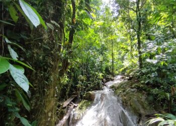 Mantienen acciones para el resguardo y conservación de bosques en Izabal