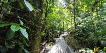 Mantienen acciones para el resguardo y conservación de bosques en Izabal