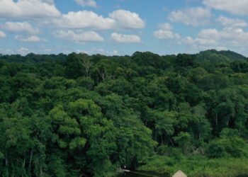 Garantizan continuidad de plan de manejo forestal sostenible en Melchor de Mencos