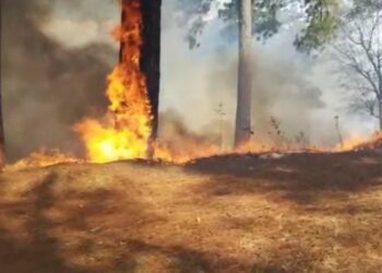 Combaten incendio forestal en Granados
