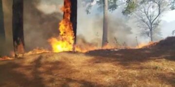 Combaten incendio forestal en Granados
