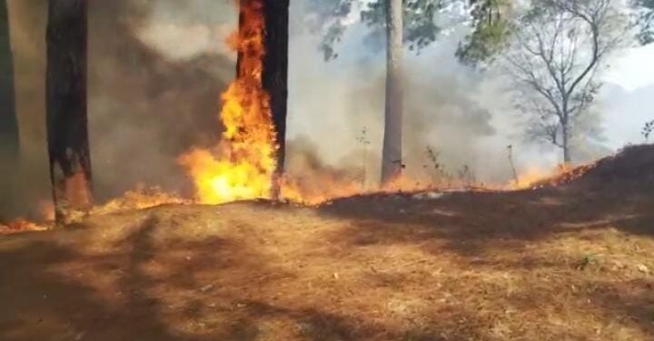 Combaten incendio forestal en Granados