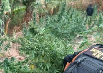 PNC erradica más de 21 mil matas de marihuana en una semana
