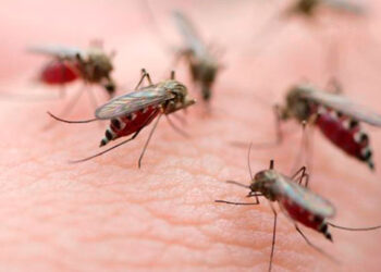 Brasil tendrá planta capaz de producir 100 millones de mosquitos antidengue