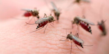 Brasil tendrá planta capaz de producir 100 millones de mosquitos antidengue