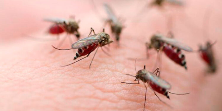 Brasil tendrá planta capaz de producir 100 millones de mosquitos antidengue