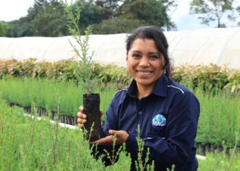 Comienza producción de 500 mil plantas forestales en Petén