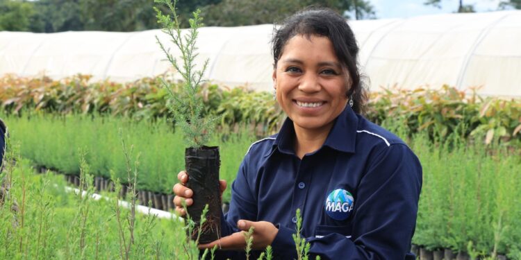 Comienza producción de 500 mil plantas forestales en Petén