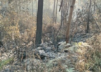 Instan a prevenir incendios forestales