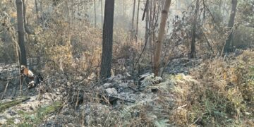 Instan a prevenir incendios forestales