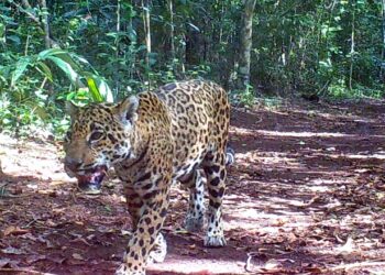 Conap vela por la vida silvestre en Petén