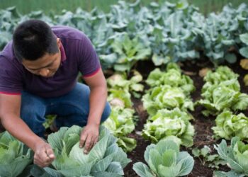 Productores de hortalizas fortalecen sus capacidades